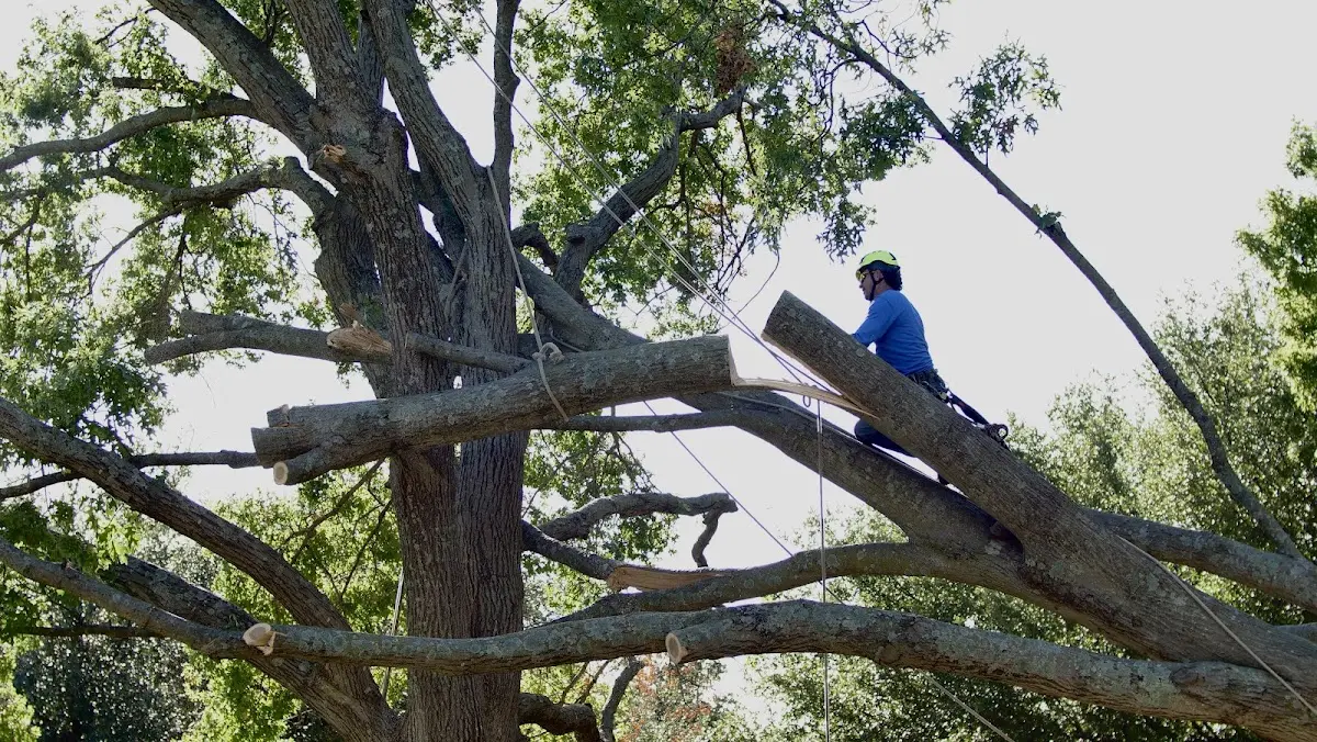 Professional Hazardous Tree Removal performed by certified arborists in Fisher